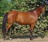 tn horse Charisma body rt 0609.jpg